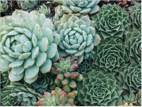 Succulent Garden 2-sided 500 Piece Puzzle