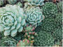 Alternative view 4 of Succulent Garden 2-sided 500 Piece Puzzle