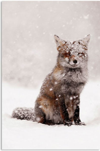 Snow Fox Holiday Notecards