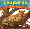 Leopards: Spotted Hunters