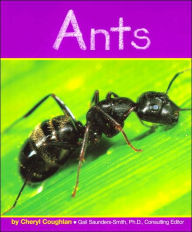Ants (Insects Series)
