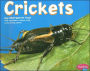 Crickets