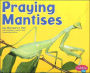 Praying Mantises