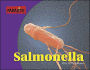 Salmonella