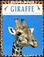 Giraffe: Habitats, Life Cycles, Food Chains, Threats