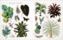 Alternative view 2 of The Botanist's Sticker Anthology: With More Than 1,000 Vintage Stickers