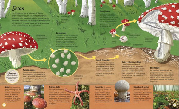 Los ciclos de la vida (Life Cycles): Todo, desde el principio hasta el final