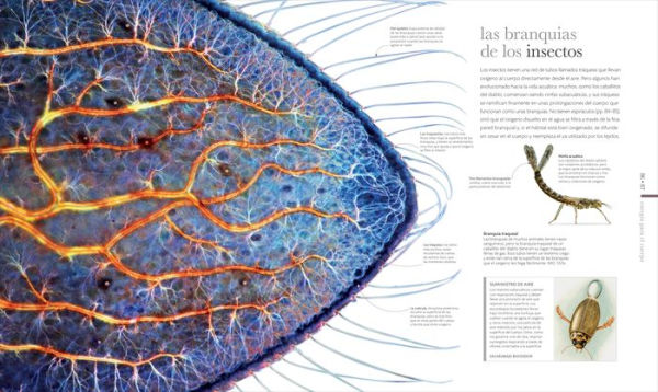 Vida microscópica (Micro Life): Maravillas de un mundo en miniatura