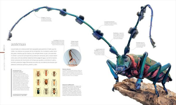 Vida microscópica (Micro Life): Maravillas de un mundo en miniatura