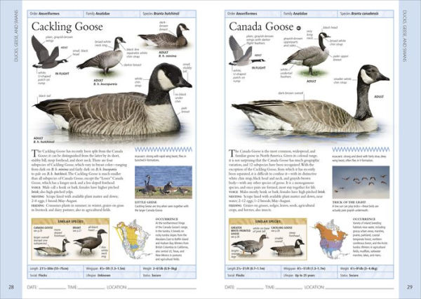 Birds of Eastern Canada