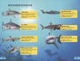 Alternative view 4 of DK Super Readers Level 4 Shark: Apex Predator