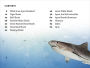 Alternative view 2 of DK Super Readers Level 4 Shark: Apex Predator