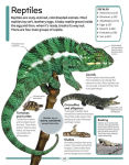 Alternative view 5 of DK Children's Encyclopedia: The Book That Explains Everything!