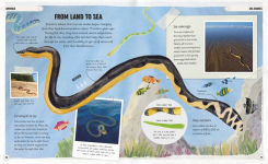 Alternative view 11 of Amazing Oceans: The Surprising World of Our Incredible Seas