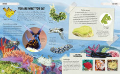 Alternative view 9 of Amazing Oceans: The Surprising World of Our Incredible Seas