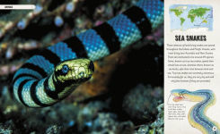 Alternative view 10 of Amazing Oceans: The Surprising World of Our Incredible Seas