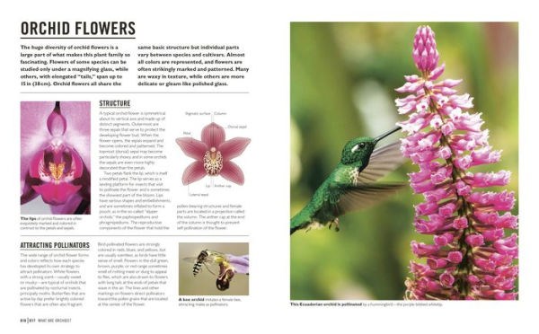 Grow Orchids: Essential Know-how and Expert Advice for Gardening Success