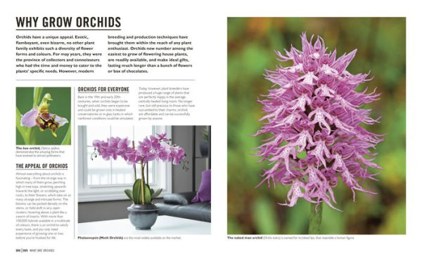 Grow Orchids: Essential Know-how and Expert Advice for Gardening Success