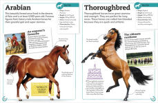 Alternative view 2 of My Book of Horses and Ponies: A Fact-Filled Guide to Your Equine Friends