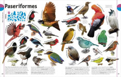 Alternative view 3 of El Libro de los animales (Our World in Pictures: The Animal Book)