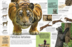 Alternative view 4 of Eyewitness La enciclopedia (en español) (Encyclopedia of Everything)