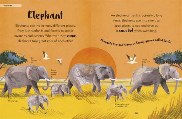 Bedtime Books: A Lovable Introduction to Animals and Dinosaurs