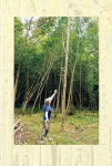 Alternative view 15 of Woodcraft: A Guide to Using Trees for Woodcraft and Bushcraft