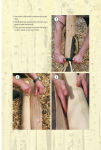 Alternative view 8 of Woodcraft: A Guide to Using Trees for Woodcraft and Bushcraft