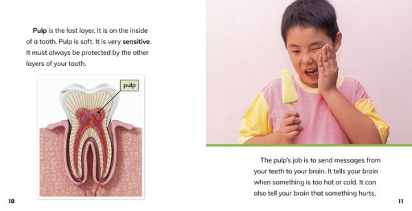 All About Teeth