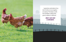 Alternative view 3 of I Am Not a Chicken: Animals on the Farm