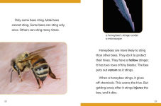Alternative view 5 of Why Do We Need Bees?