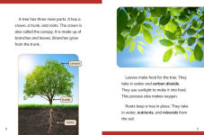 Alternative view 2 of Why Do We Need Trees?