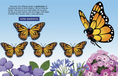 Alternative view 2 of My Monarch Butterfly Migration Journey