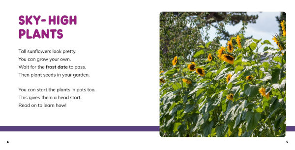 Grow Your Own Sunflowers