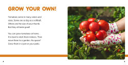 Alternative view 5 of Grow Your Own Tomatoes