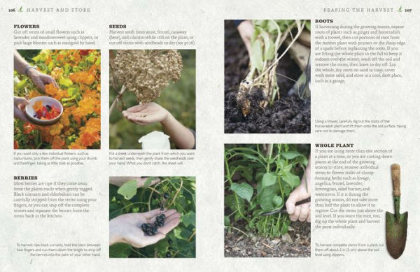 The Cook's Herb Garden: Grow, Harvest, Cook