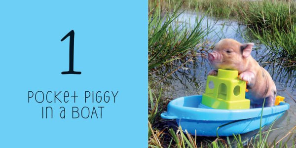 Pocket Piggies Numbers!: Featuring the Teacup Pigs of Pennywell Farm