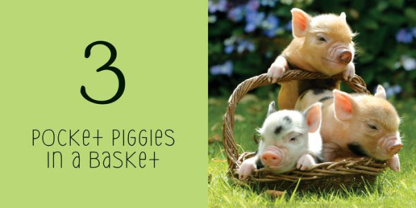 Pocket Piggies Numbers!: Featuring the Teacup Pigs of Pennywell Farm