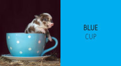 Alternative view 2 of Pocket Piggies Colors!: Featuring the Teacup Pigs of Pennywell Farm