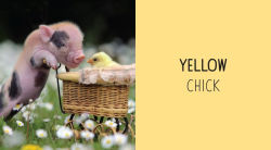 Alternative view 4 of Pocket Piggies Colors!: Featuring the Teacup Pigs of Pennywell Farm