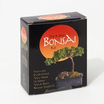Plant Theatre Bonsai Tree Kit – 3 Tree Starter Set w/Bonsai Seeds
