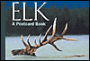 Elk: A Postcard Book