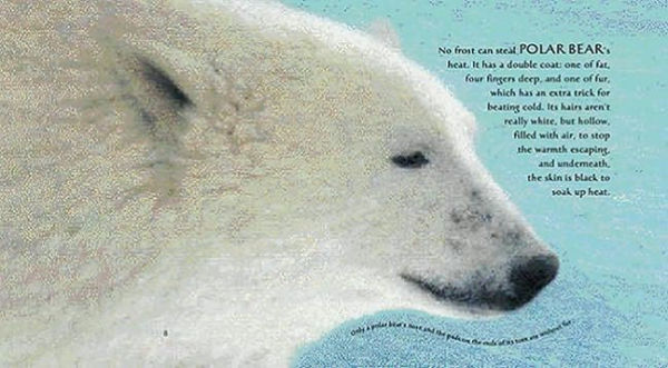 Ice Bear: In the Steps of the Polar Bear: Read and Wonder