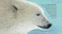 Alternative view 2 of Ice Bear: In the Steps of the Polar Bear: Read and Wonder