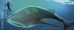 Alternative view 3 of Slickety Quick: Poems about Sharks