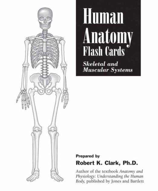 Human Anatomy Flash Cards Skeletal and Muscular Systems / Edition 1 by
