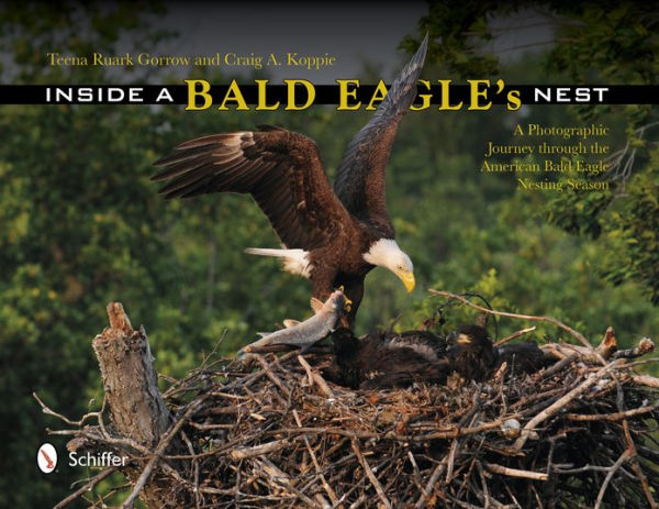 Inside a Bald Eagle's Nest: A Photographic Journey through the American Bald Eagle Nesting Season