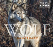 Alternative view 1 of Wolf Sanctuary: The Wolves of Speedwell Forge