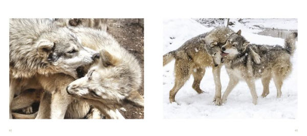 Wolf Sanctuary: The Wolves of Speedwell Forge