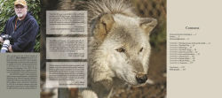 Alternative view 3 of Wolf Sanctuary: The Wolves of Speedwell Forge